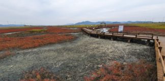 Taepyeong Yeomsaeng Botanical Garden on Jeungdo Island in South Korea