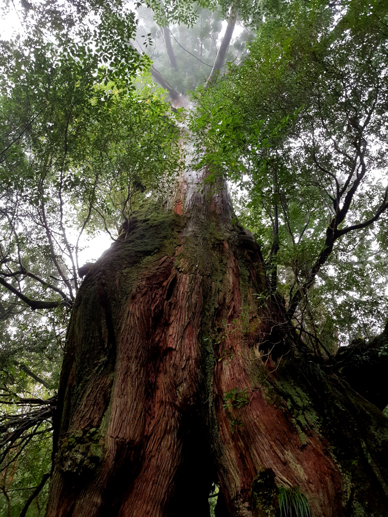 Cedar Tree at Shiratani Unsuikyo on Yakushima Island in Japan