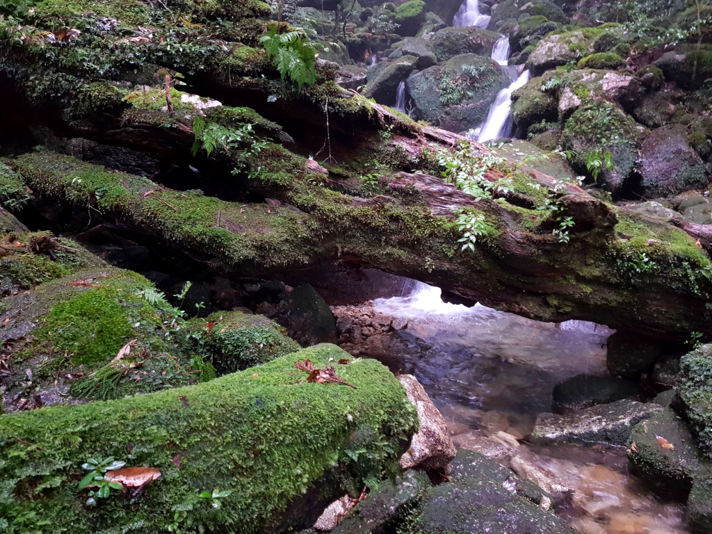 Shiratani Unsuikyo stream on Yakushima Island in Japan