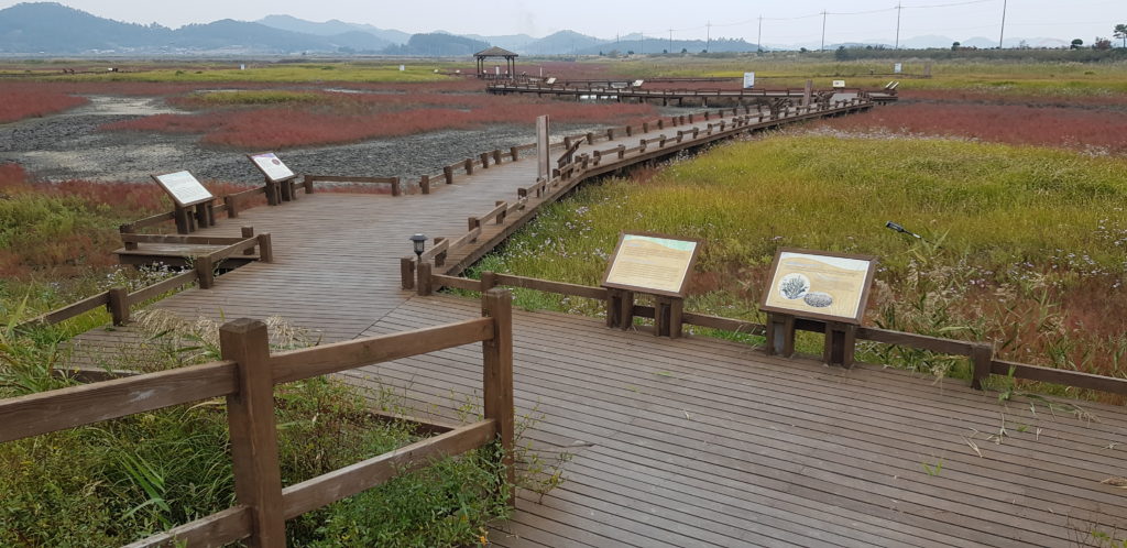 Taepyeong Halophyte Garden at Jeungdo Salt Farm in South Korea
