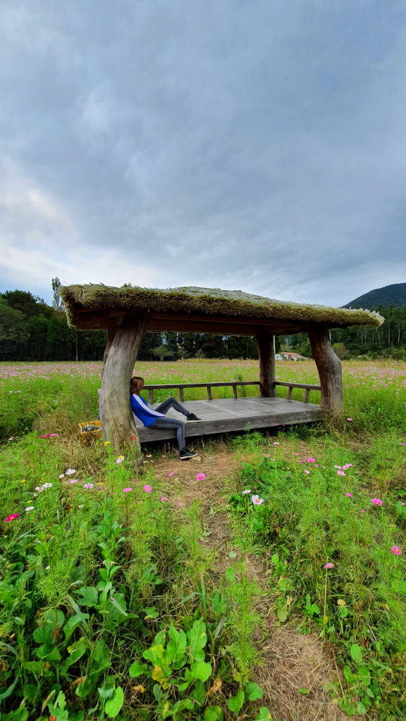 Kim in a field of flowers in Yun Seondo Grove on Bogil Island in South Korea