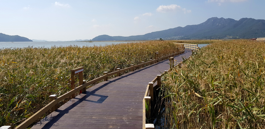 Boardwalk at Gangjin Bay Eco Park in South Korea