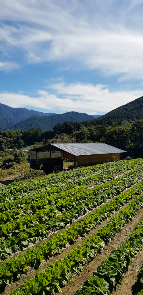 Farm at Changwon village in Jirisan National Park, South Korea