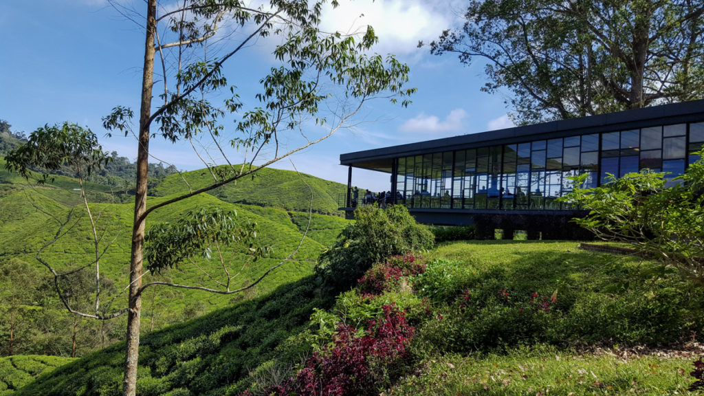 Boh tea plantation in Cameron Highlands in Malaysia