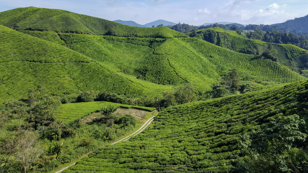 Tea plantation in Cameron Highlands in Malaysia