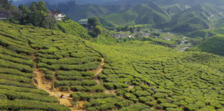 Bharat tea plantation in Cameron Highlands in Malaysia