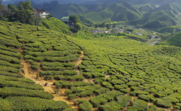 Bharat tea plantation in Cameron Highlands in Malaysia