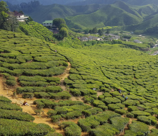 Bharat tea plantation in Cameron Highlands in Malaysia