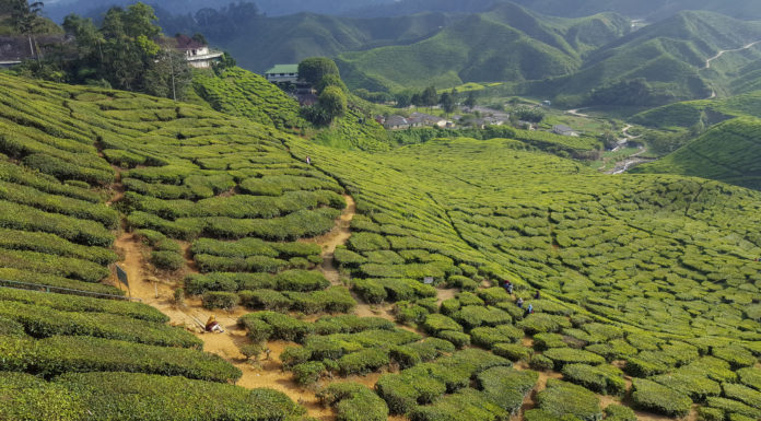 Bharat tea plantation in Cameron Highlands in Malaysia