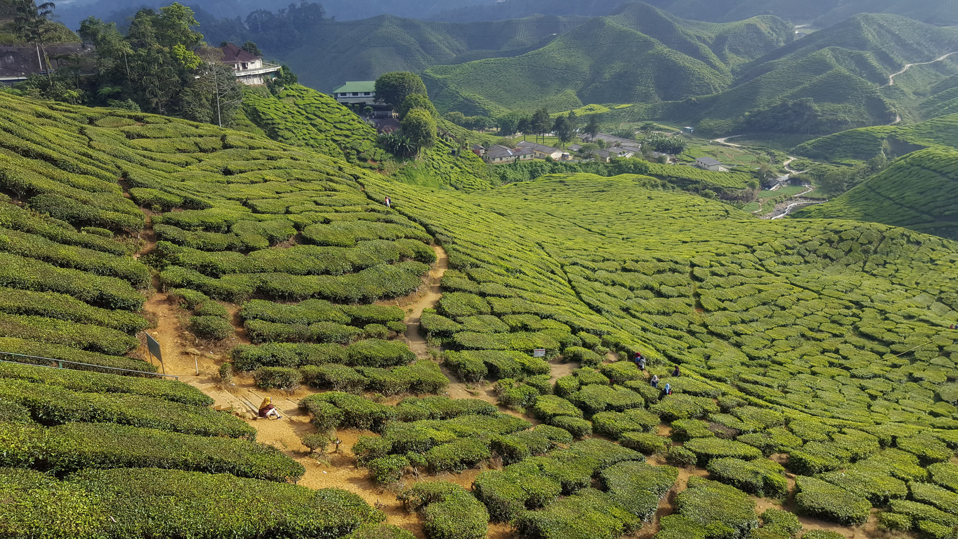 tea plantation tour cameron highlands