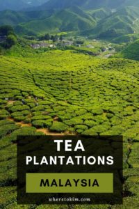 Tea plantations in the Cameron Highlands in Malaysia