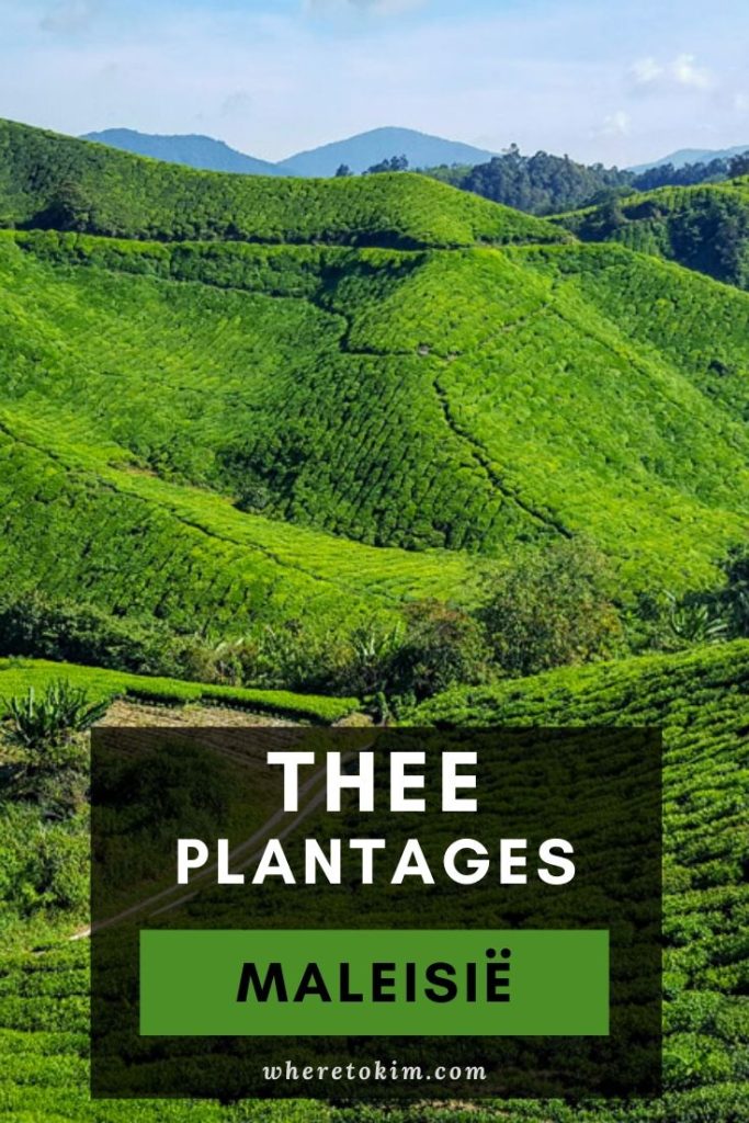 Theeplantages in Maleisië
