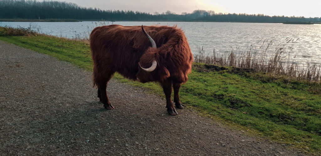 Highland cattle at the Broekpolder in Vlaardingen