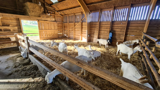 Goats at Boerderij 't Geertje - Netherlands farm