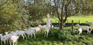 Goats at Boerderij 't Geertje - Netherlands farm