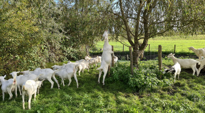 Goats at Boerderij 't Geertje - Netherlands farm