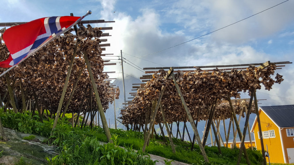 Stockfish in the Lofoten Islands in Norway