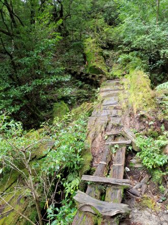 Trail to the mountain top of Tachudake on Yakushima Island in Japan