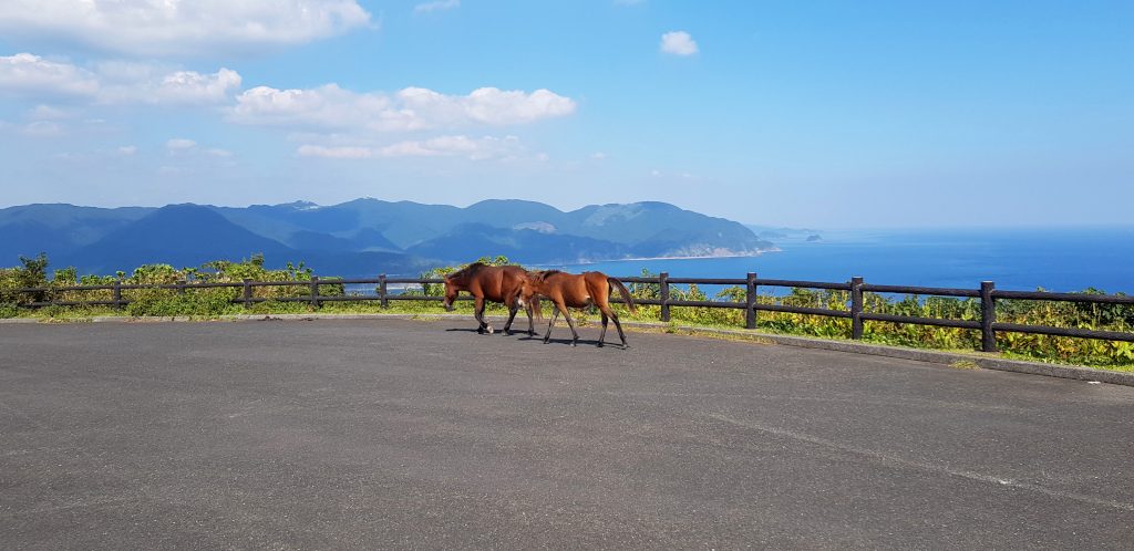 Wild horses at Cape Toi near Miyazaki on Kyushu Island in Japan